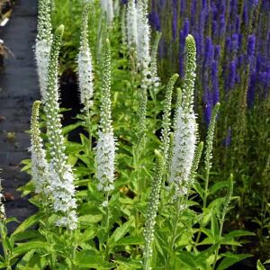 Veronica spicata 'Icicle' ---